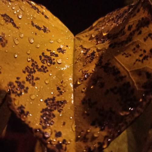 Photo #12714250