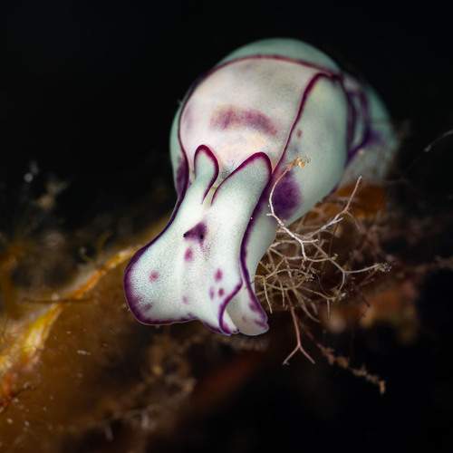 Lamprohaminoea ovalis