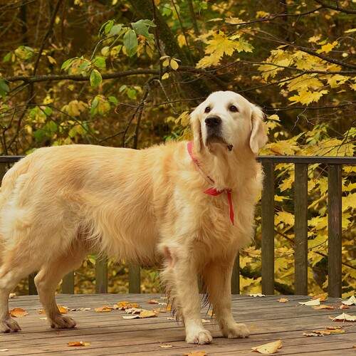 Photo #12715304