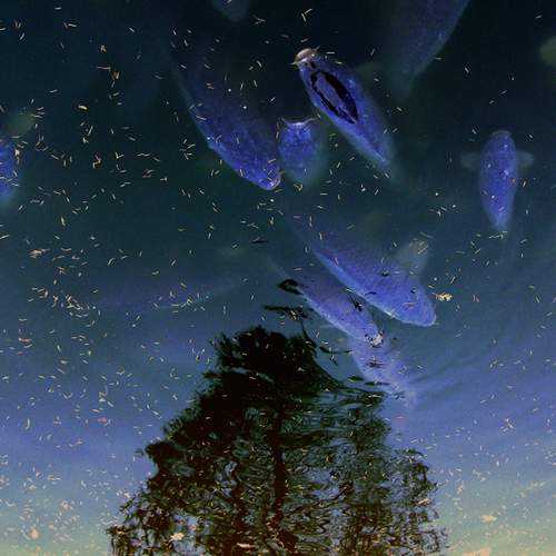 Photo #12716036