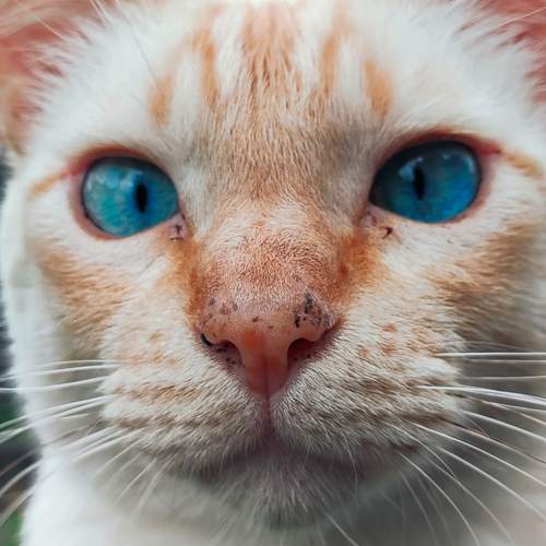 Photo #12717564