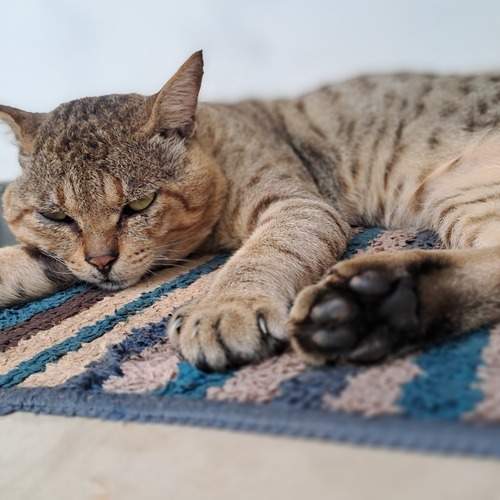 Photo #12718582