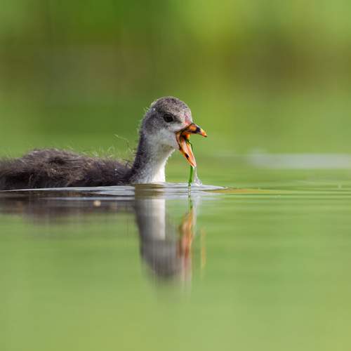Photo #12720108