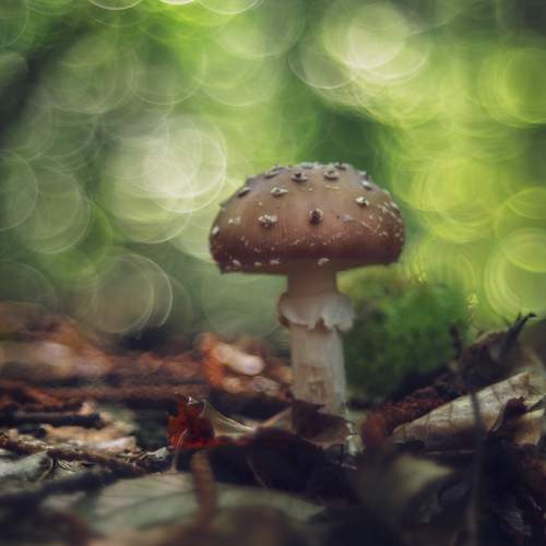 Photo #12720265