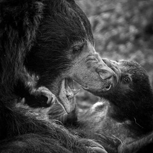 Photo #12720335