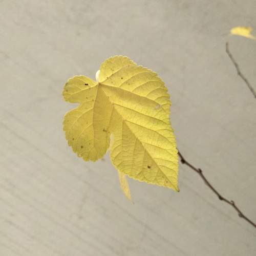 Photo #12720491