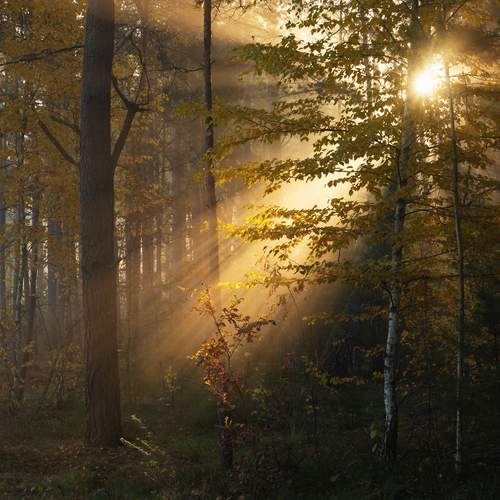 В лесу октябрь