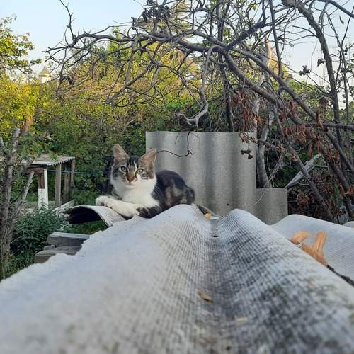 Photo #12721173