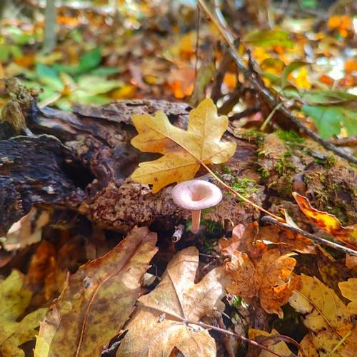 Photo #12722685