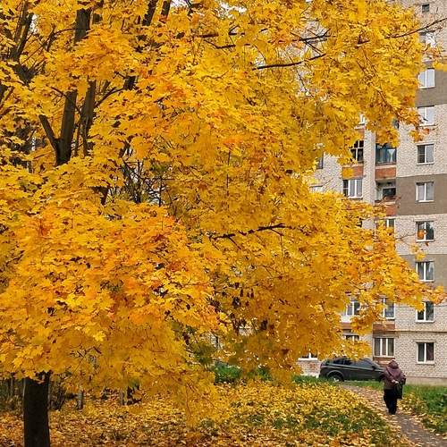 Золотая осень