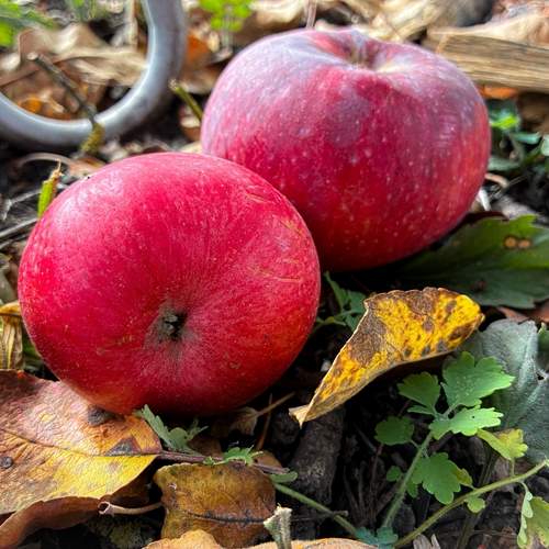 Photo #12722774