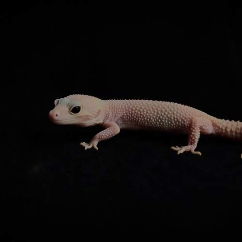 Photo #12724380