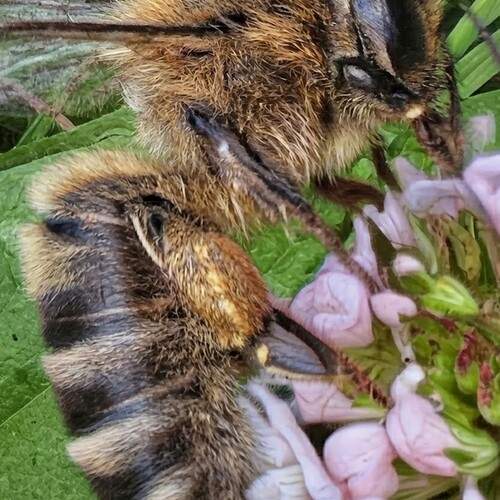 Detailed Honeybee