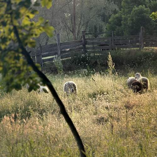 Photo #12726655