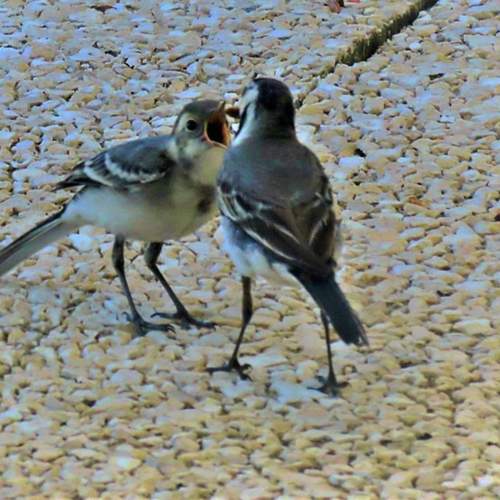 Mother bird