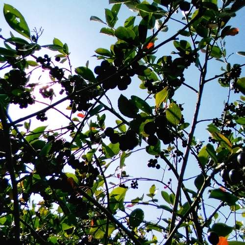 Photo #12727429