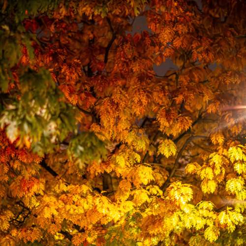 Photo #12728220