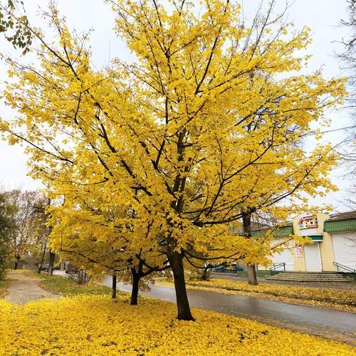 Photo #12729816