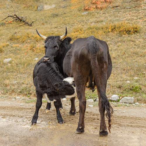 Фотография #12730697