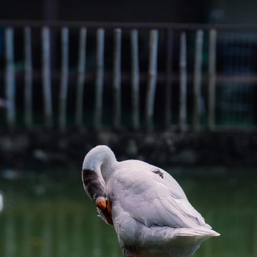 Goose image