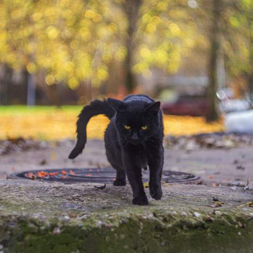 Photo #12731425