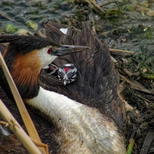 Photo #12732465