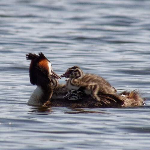 Photo #12732468