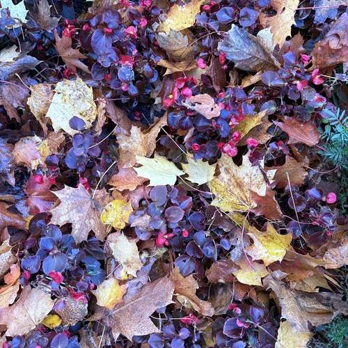 Photo #12733480