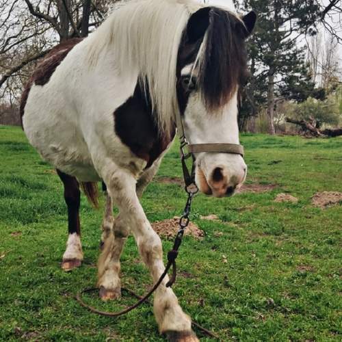 Photo #12733516