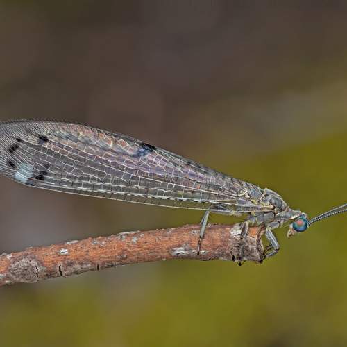 Фотография #12733560