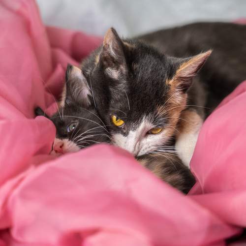 Photo #12734092