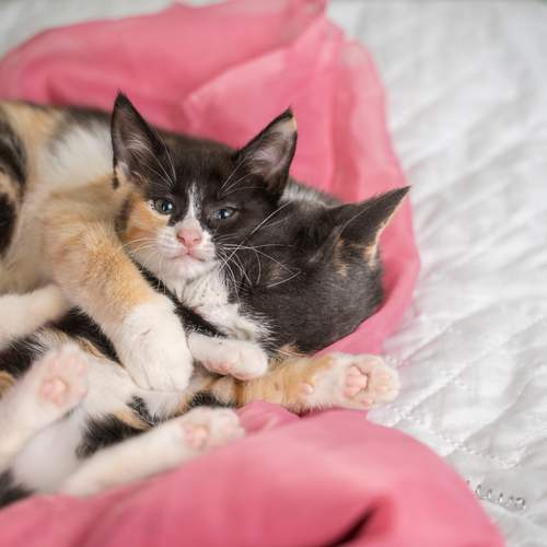 Photo #12734104