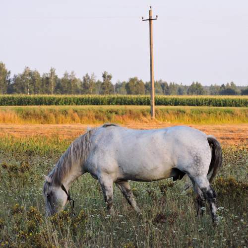 Серый / Grey male horse