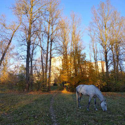 На прогулке / On a walk