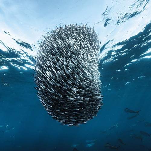 Sardine Ball