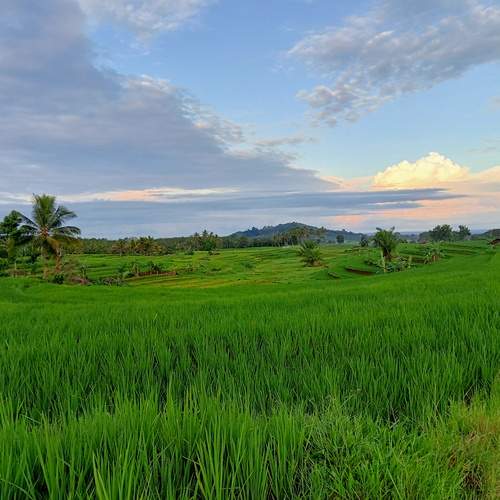 Photo of a wide expanse of green rice fields with systematic irrigation