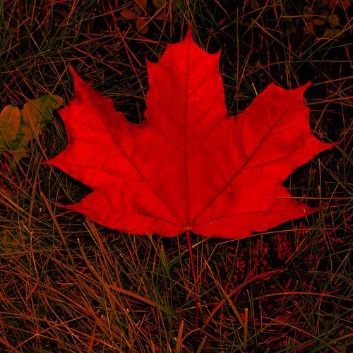 Maple leaf in red color on red-green grass