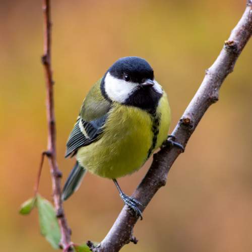 Photo #12739593