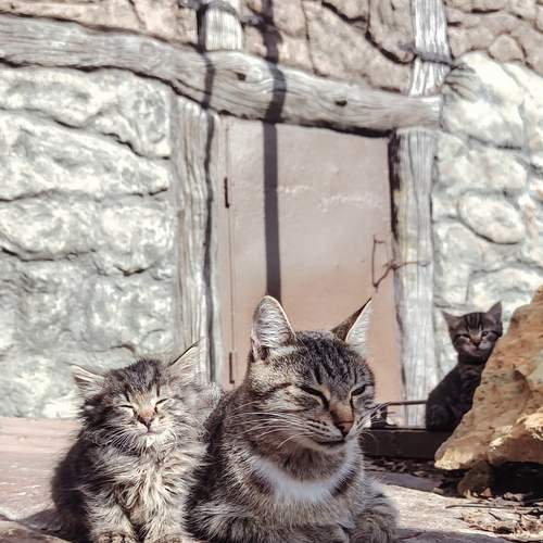 Photo #12740244