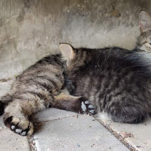 Photo #12740274