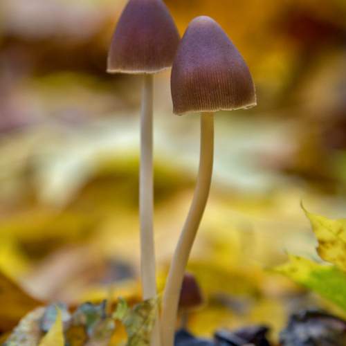 Photo #12740511