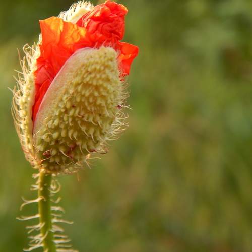 Photo #12740944