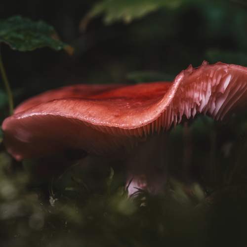 Wave of red