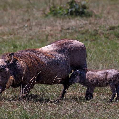 Photo #12742204