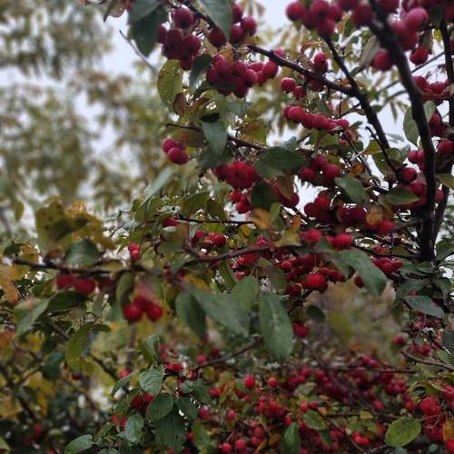 Photo #12742463
