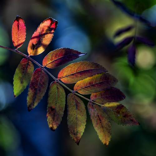 Photo #12742508