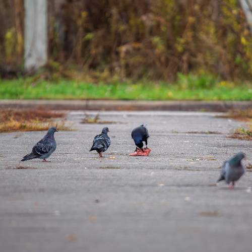 Photo #12742554