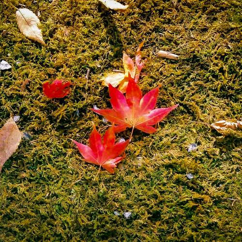 Photo #12742564