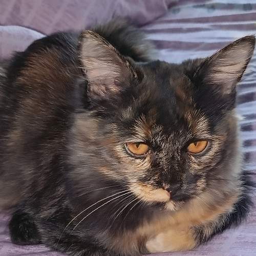 Photo #12742784