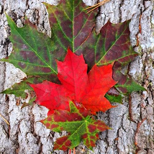 Photo #12743002